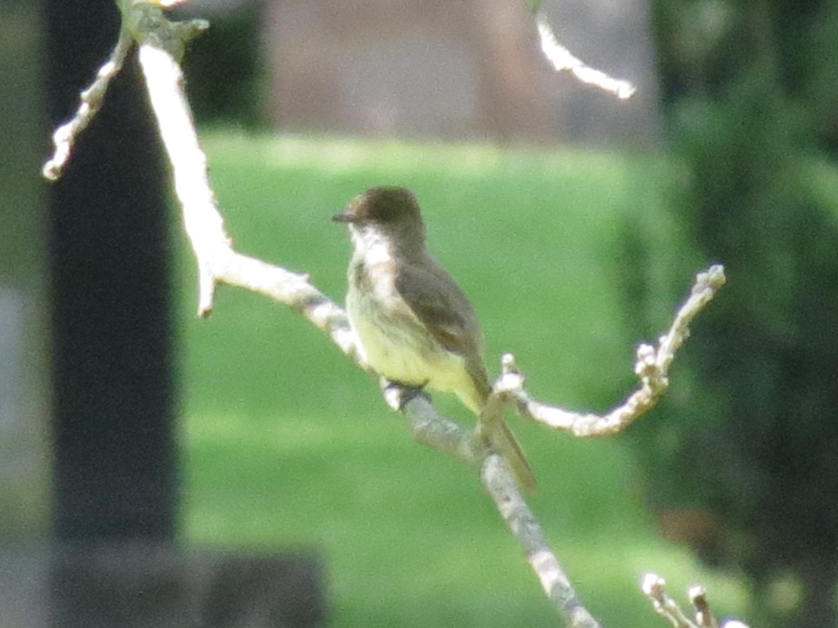 Eastern Phoebe - Pat Claussen