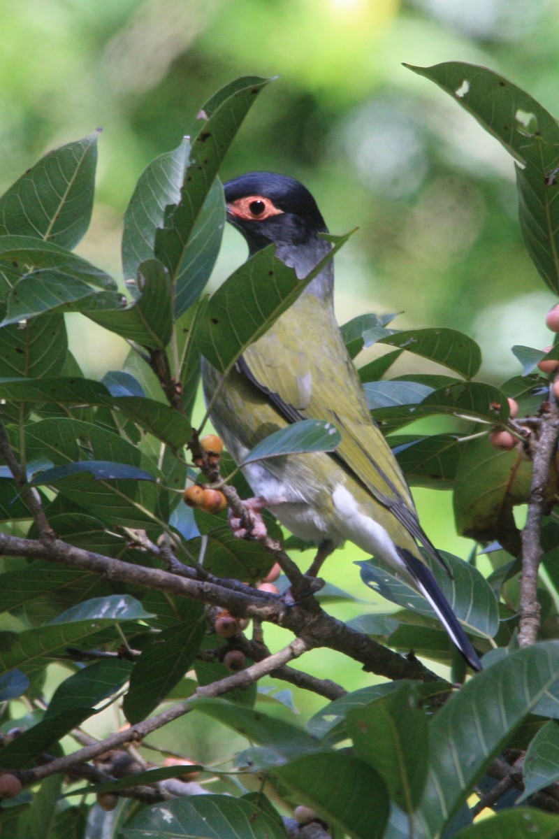 Australasian Figbird - Michael  Willis