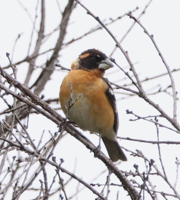 Black-headed Grosbeak - ML619512906