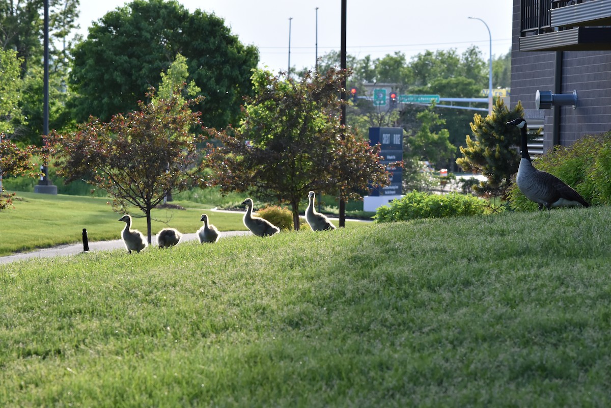 Canada Goose - Marty Hoag