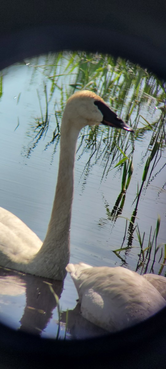 Trumpeter Swan - ML619512910