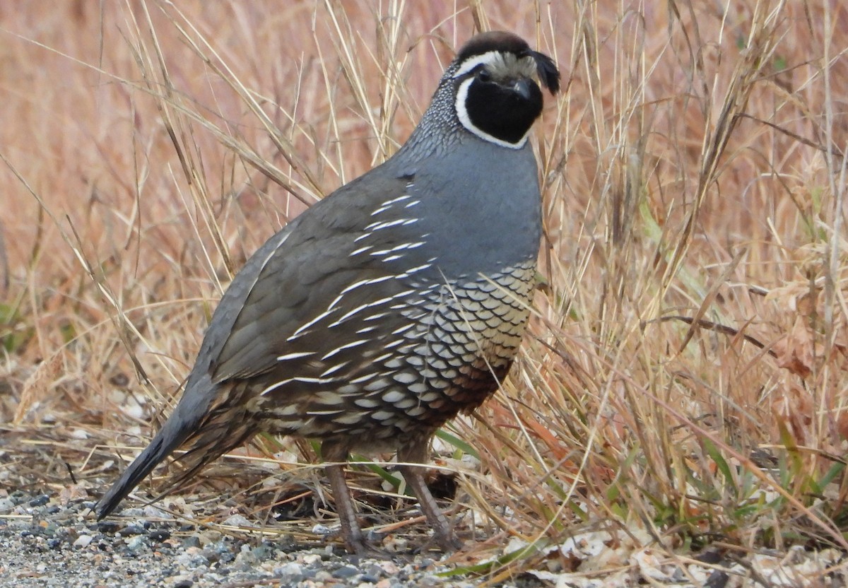 California Quail - Colin Marchant