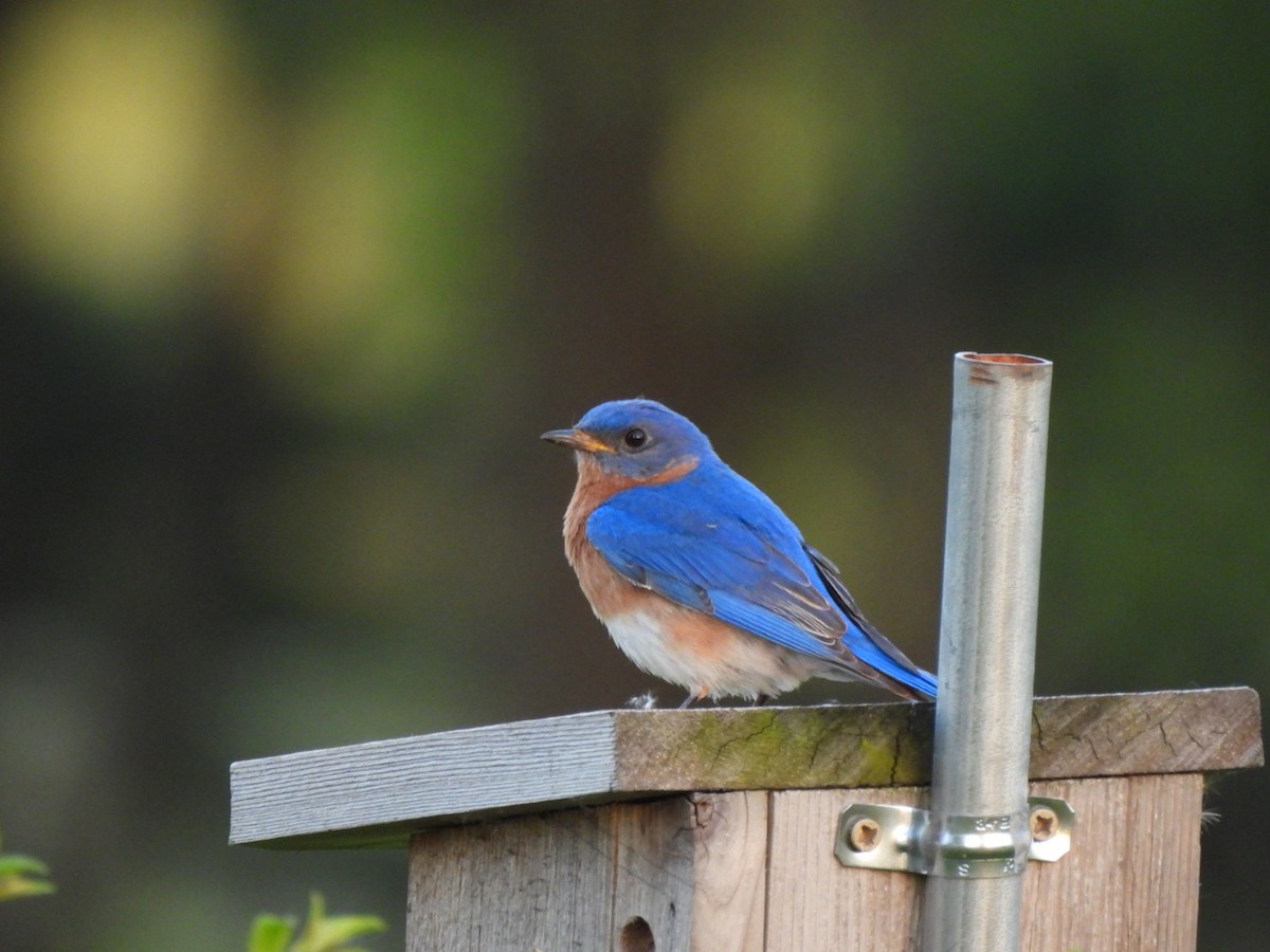 Eastern Bluebird - Susan Lamberts