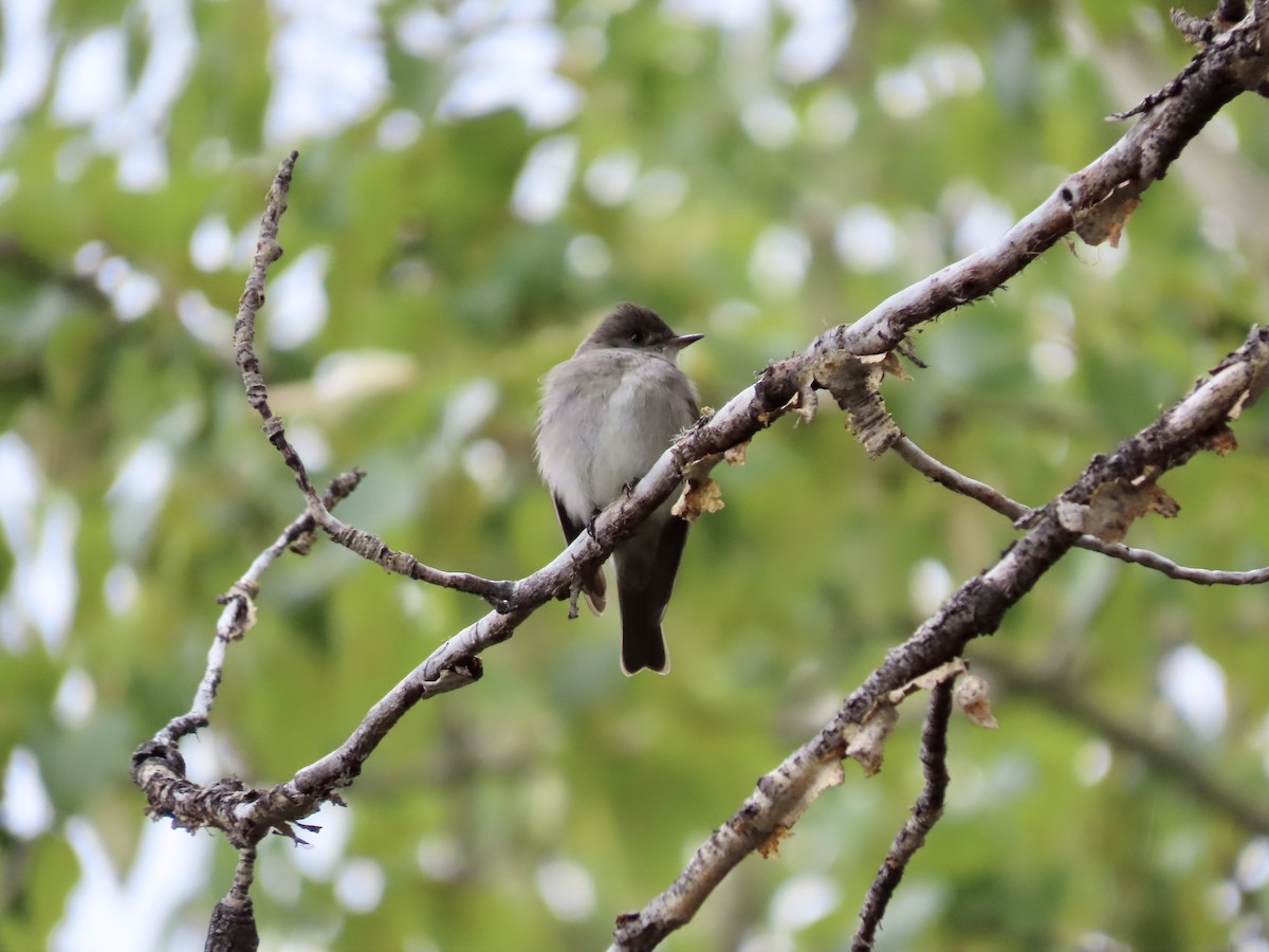 Western Wood-Pewee - Dona Trodd