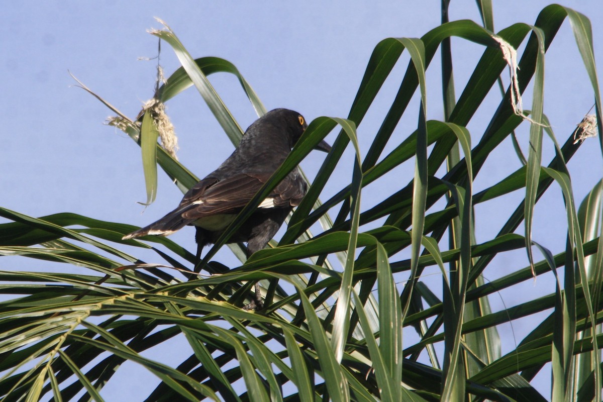 Pied Currawong - Michael  Willis