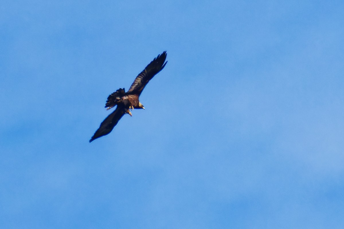 Águila Real - ML619512915