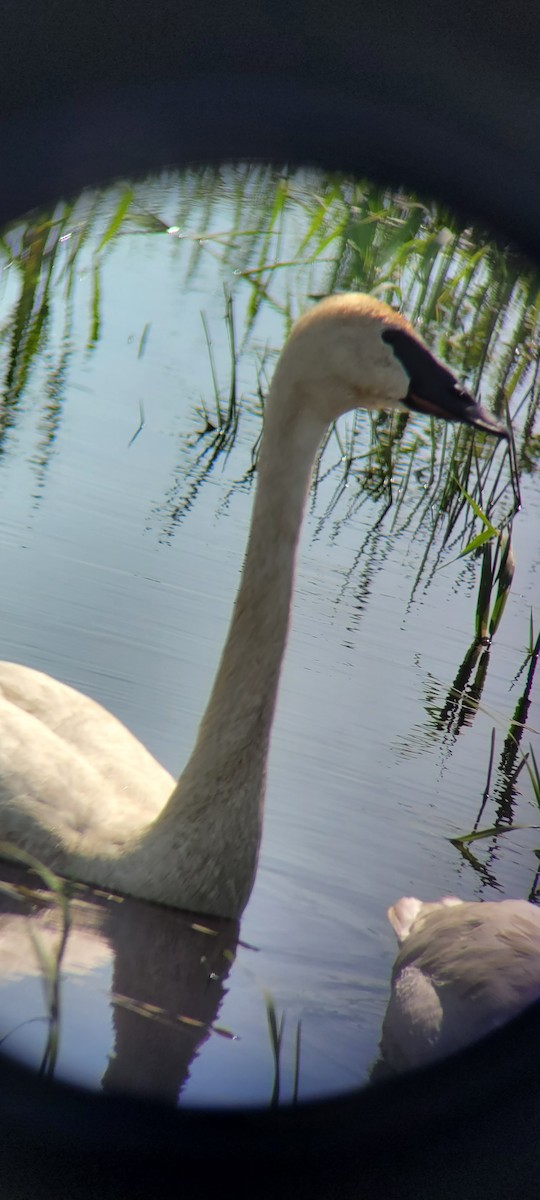 Trumpeter Swan - ML619512919