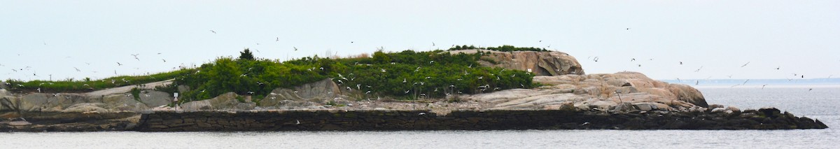 Common Tern - Micky Komara