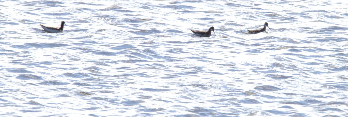 Wilson's Phalarope - Jay & Judy Anderson