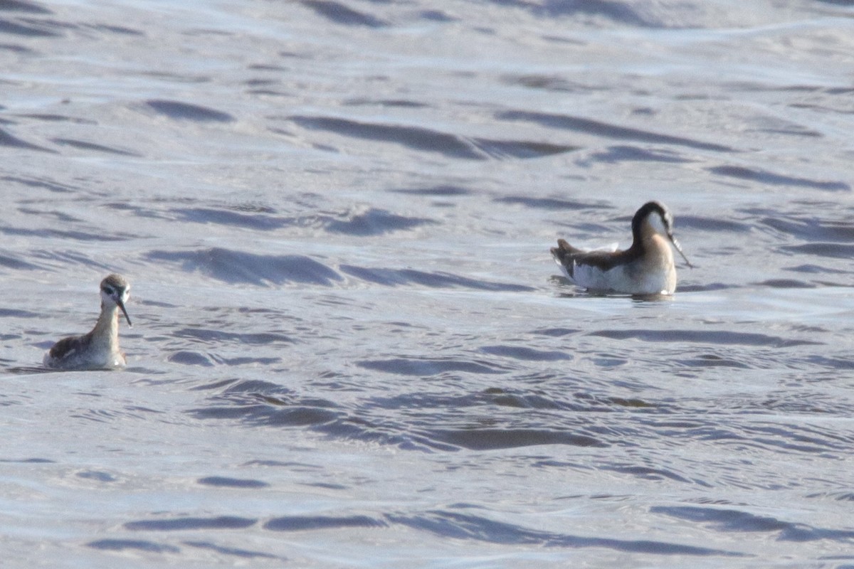 Wilson's Phalarope - Jay & Judy Anderson