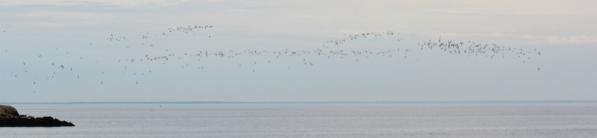 Common Tern - ML619512929