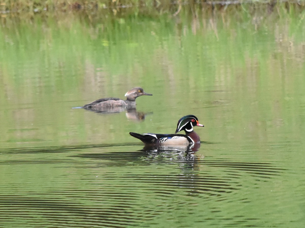 Wood Duck - Marty Hoag