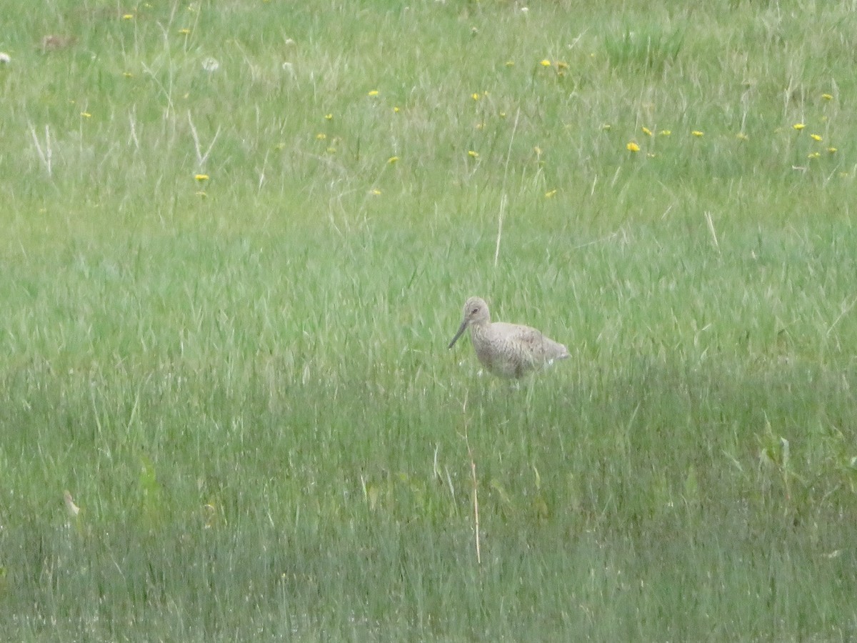 Willet - David Forbes