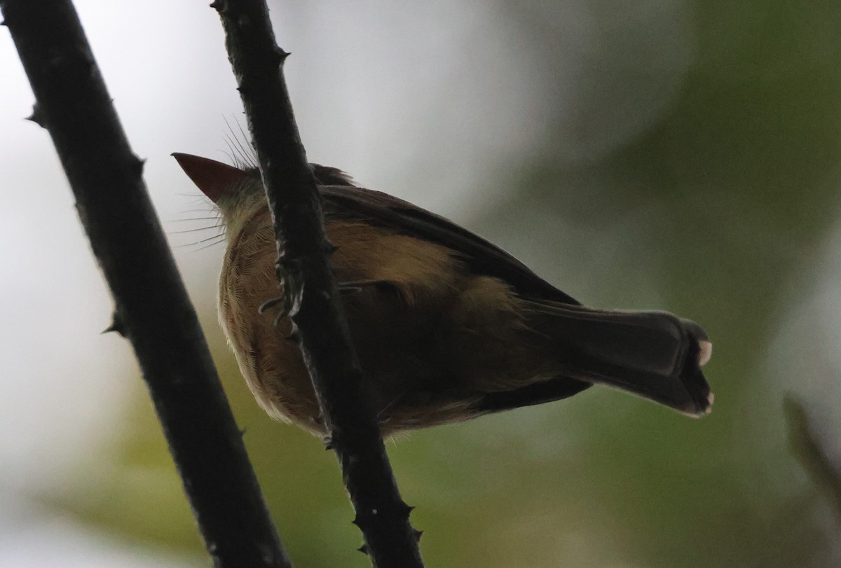 Lesser Antillean Pewee - Pam Rasmussen