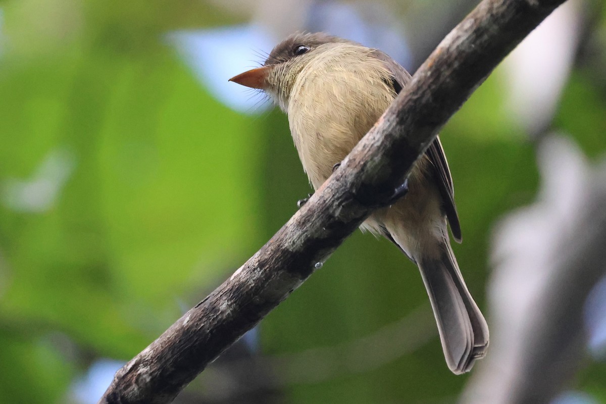 Lesser Antillean Pewee - ML619512951