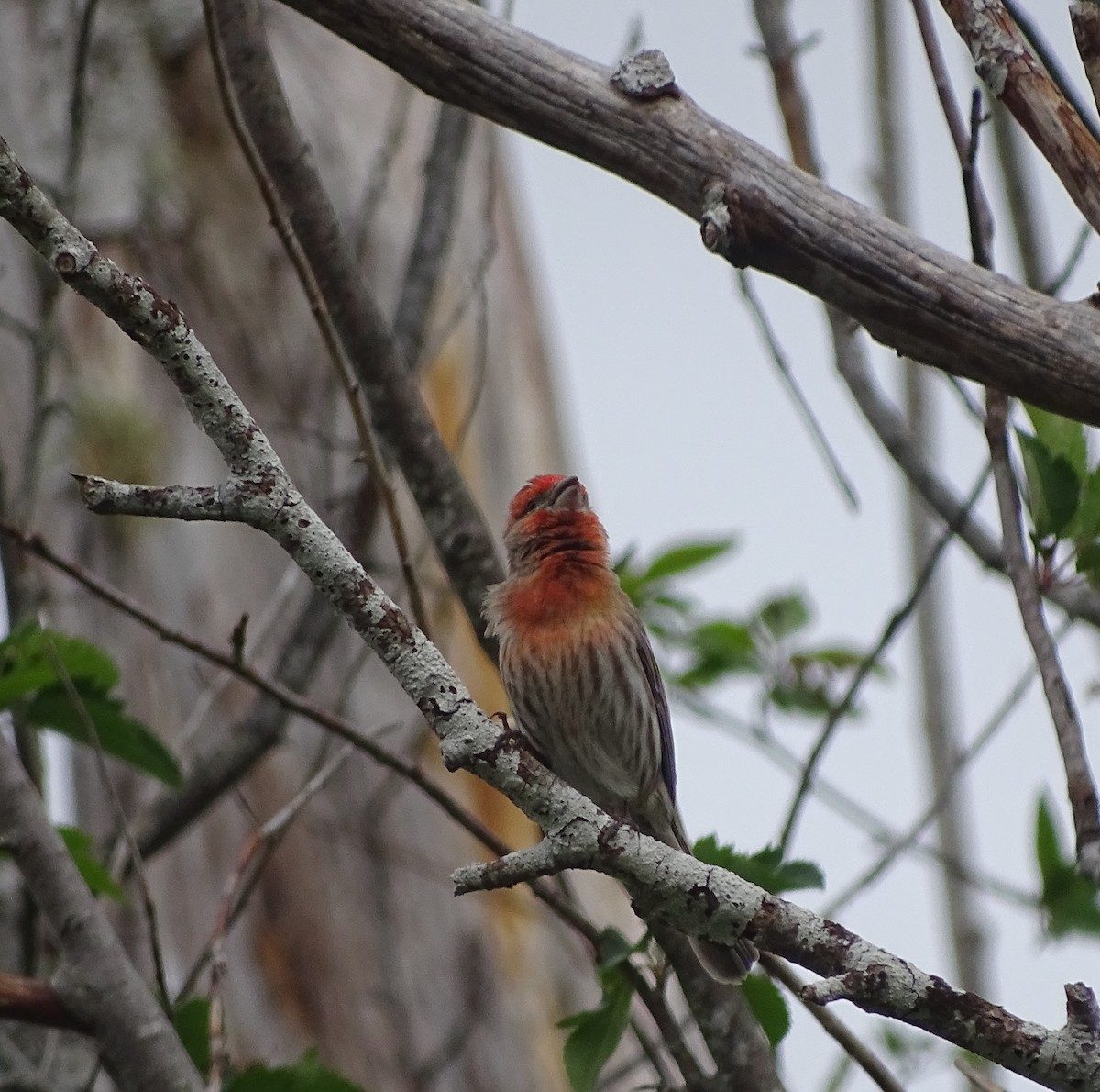 House Finch - Diane Yorgason-Quinn