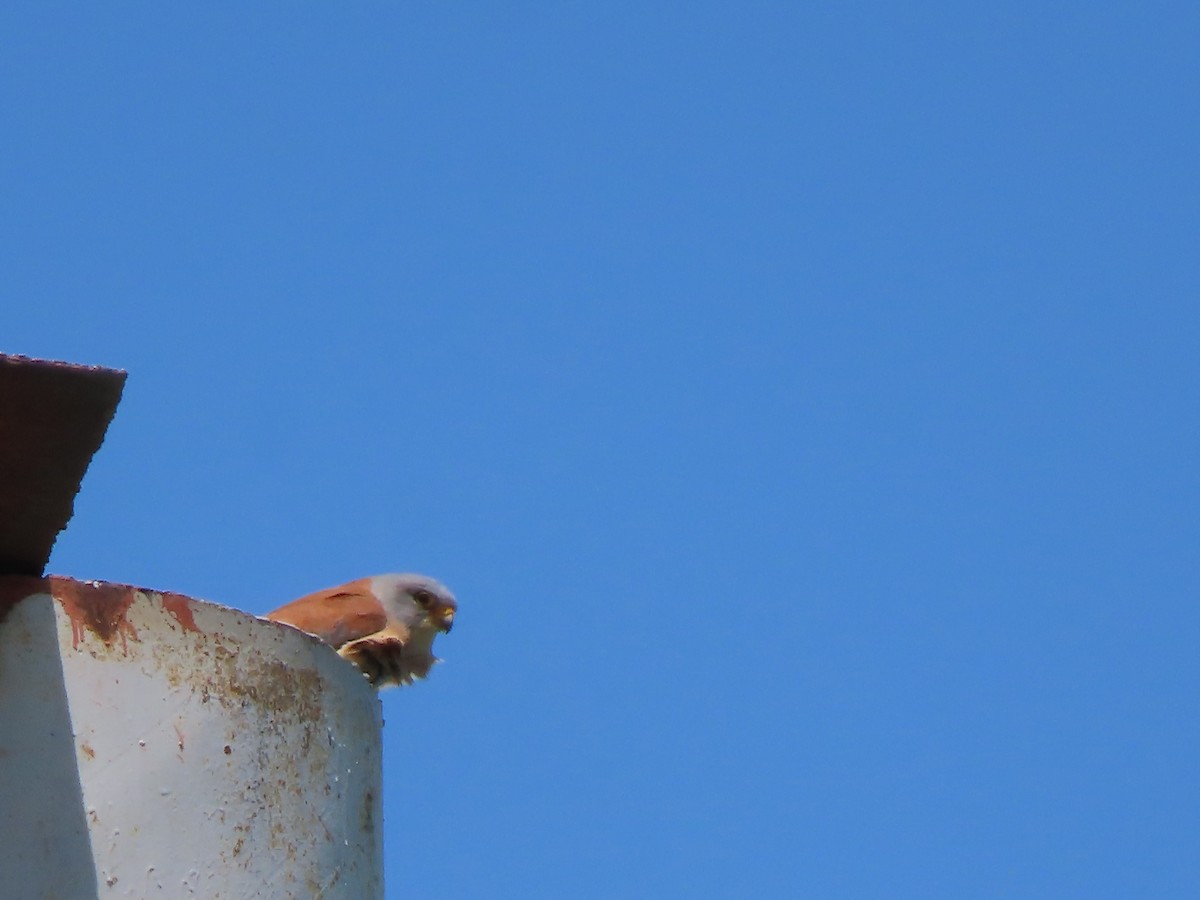 Lesser Kestrel - Doug Kibbe