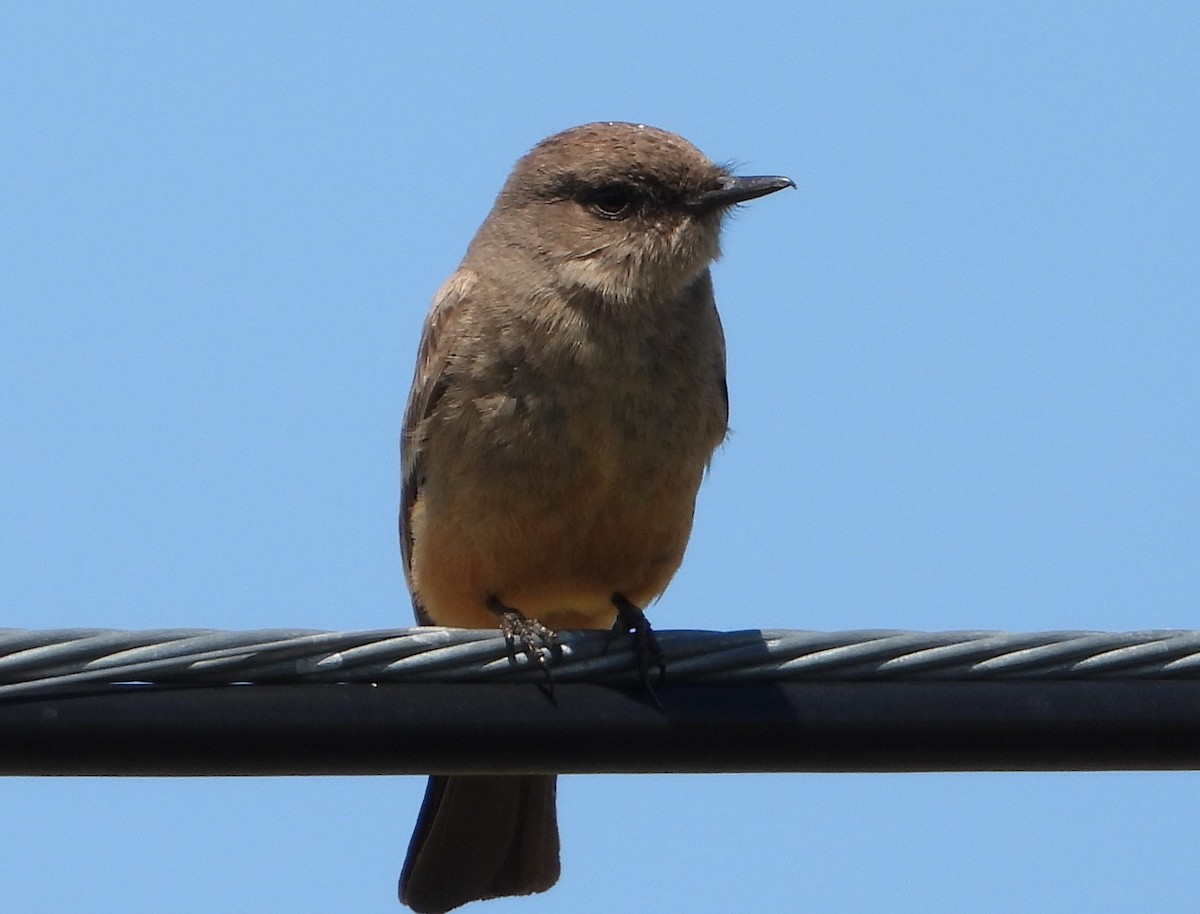 Say's Phoebe - Colin Marchant