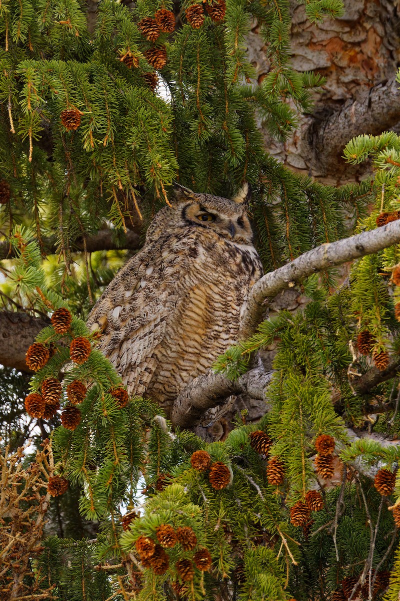 Great Horned Owl - Ruogu Li