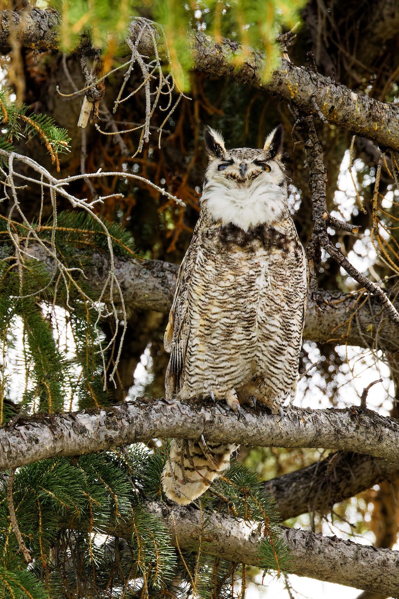 Great Horned Owl - Ruogu Li