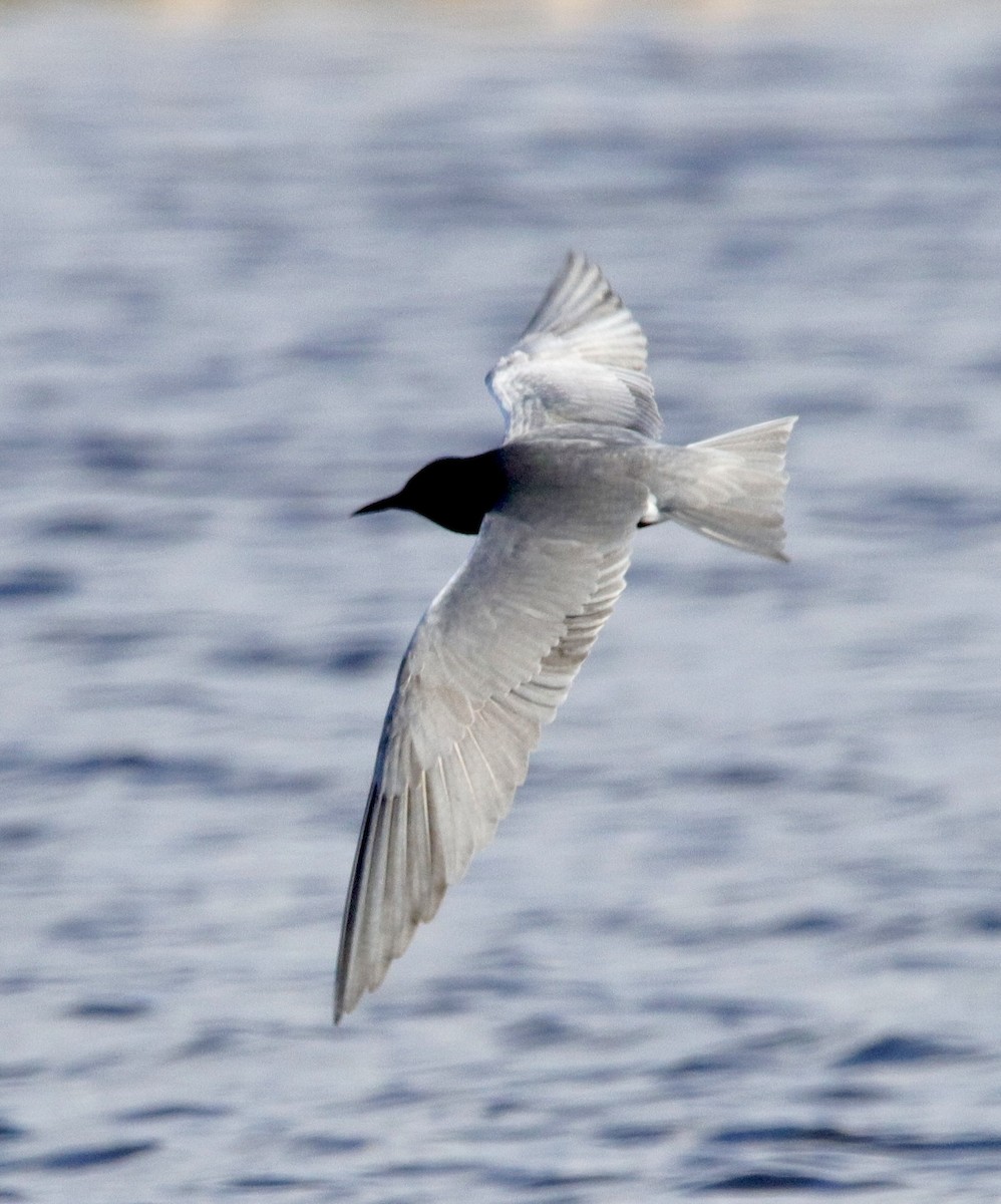 Black Tern - Jay & Judy Anderson