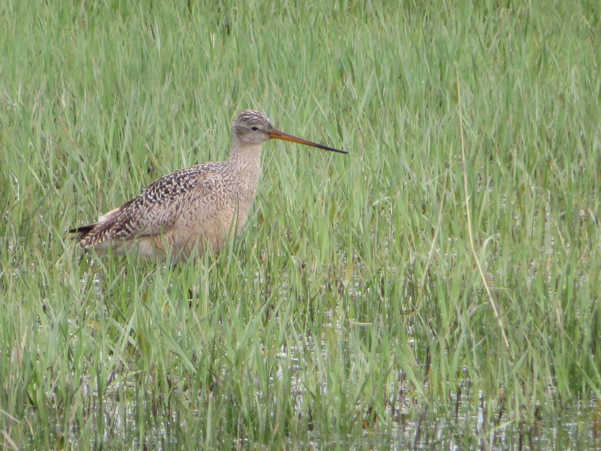 Marbled Godwit - David Forbes