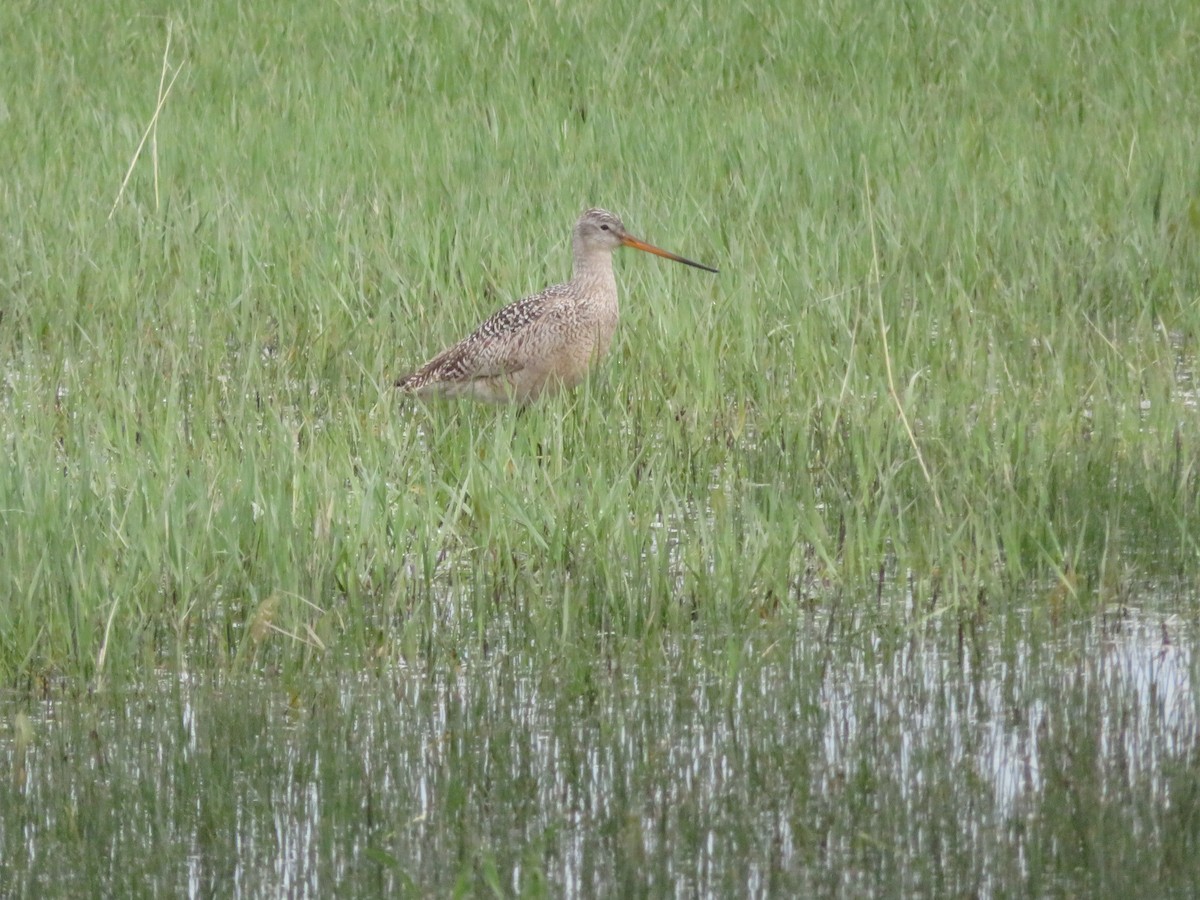 Marbled Godwit - David Forbes