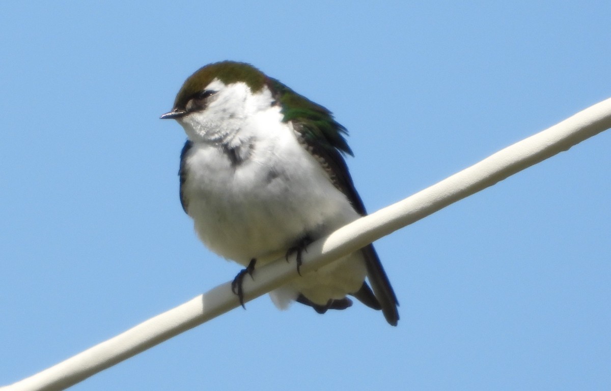 Violet-green Swallow - Colin Marchant