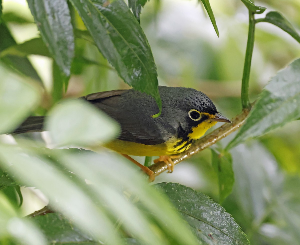 Canada Warbler - Michael Smith