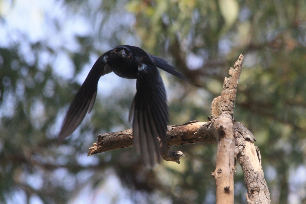 Spangled Drongo - Michael  Willis