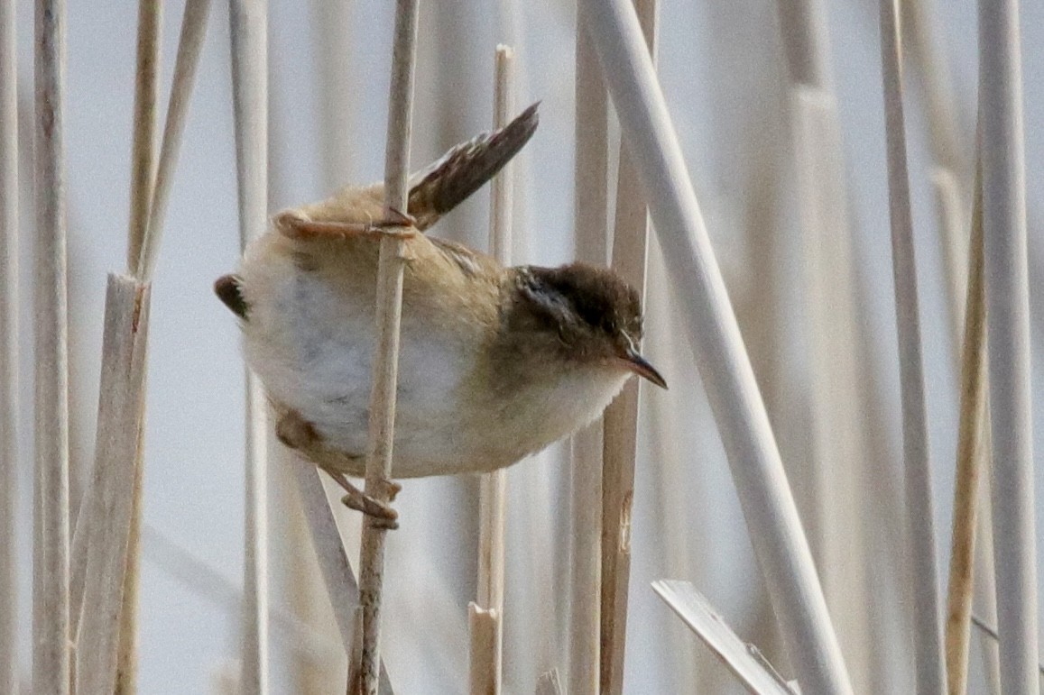 Marsh Wren - Jay & Judy Anderson