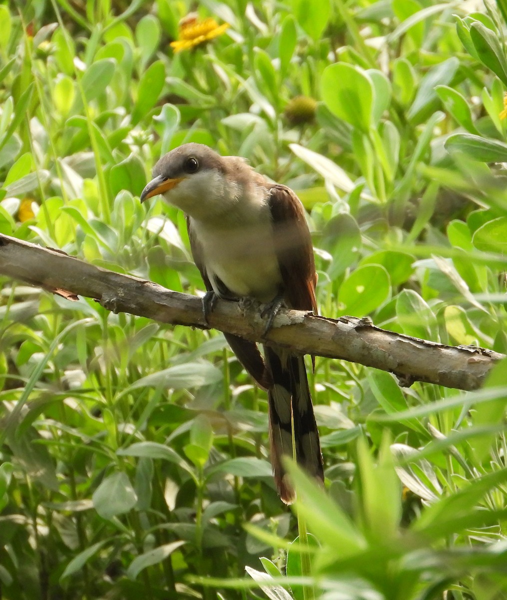 Yellow-billed Cuckoo - ML619512986