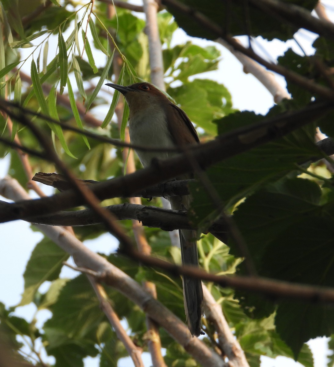 Black-billed Cuckoo - Jeff Miller