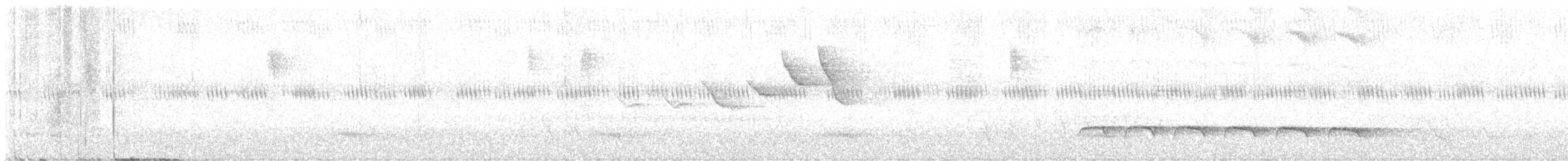 Weißbinden-Ameisenvogel - ML619512989