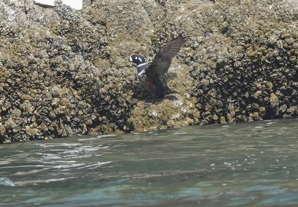 Harlequin Duck - Pam Vercellone-Smith