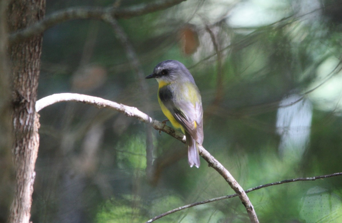 Eastern Yellow Robin - Michael  Willis