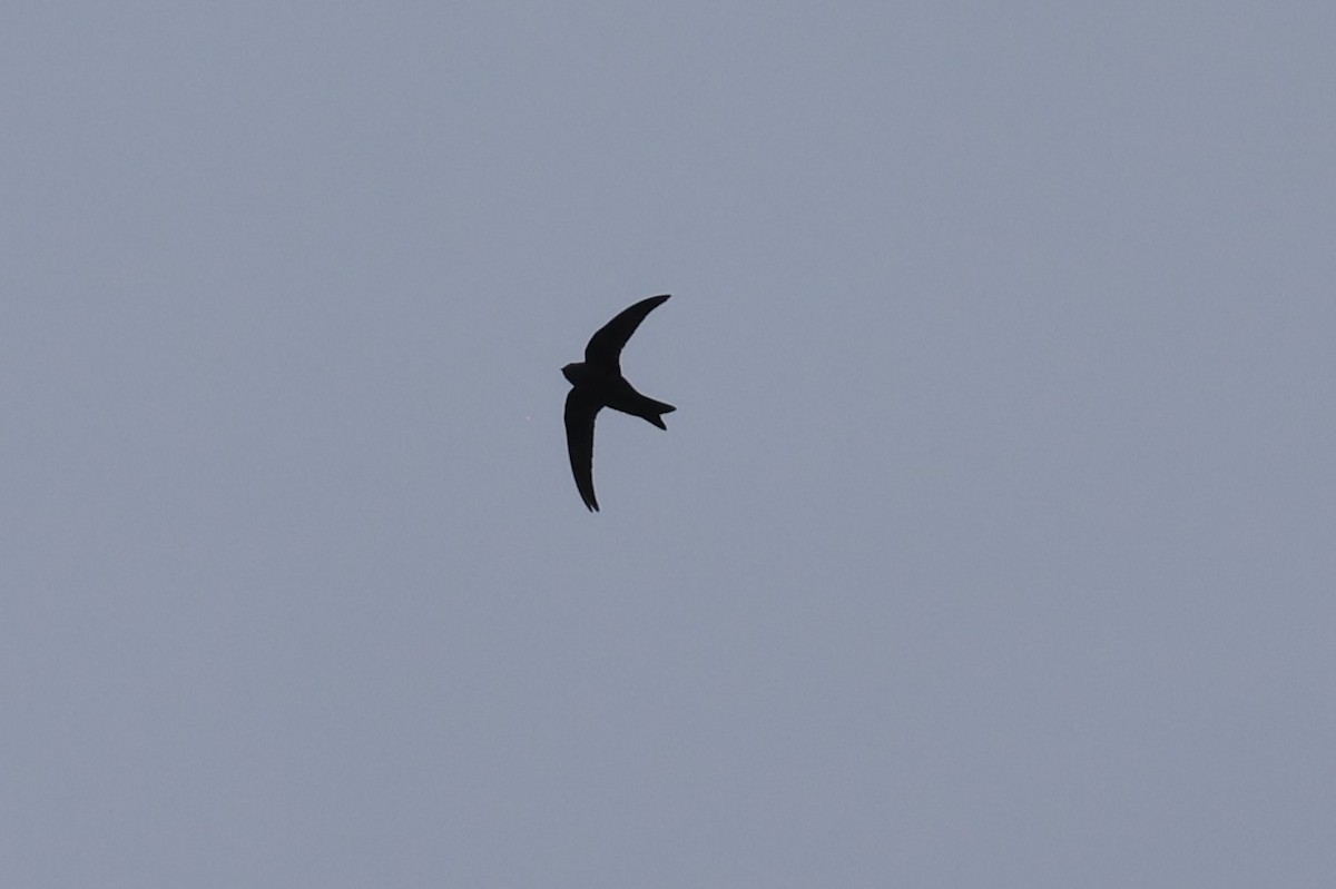 Black Swift - Pam Rasmussen