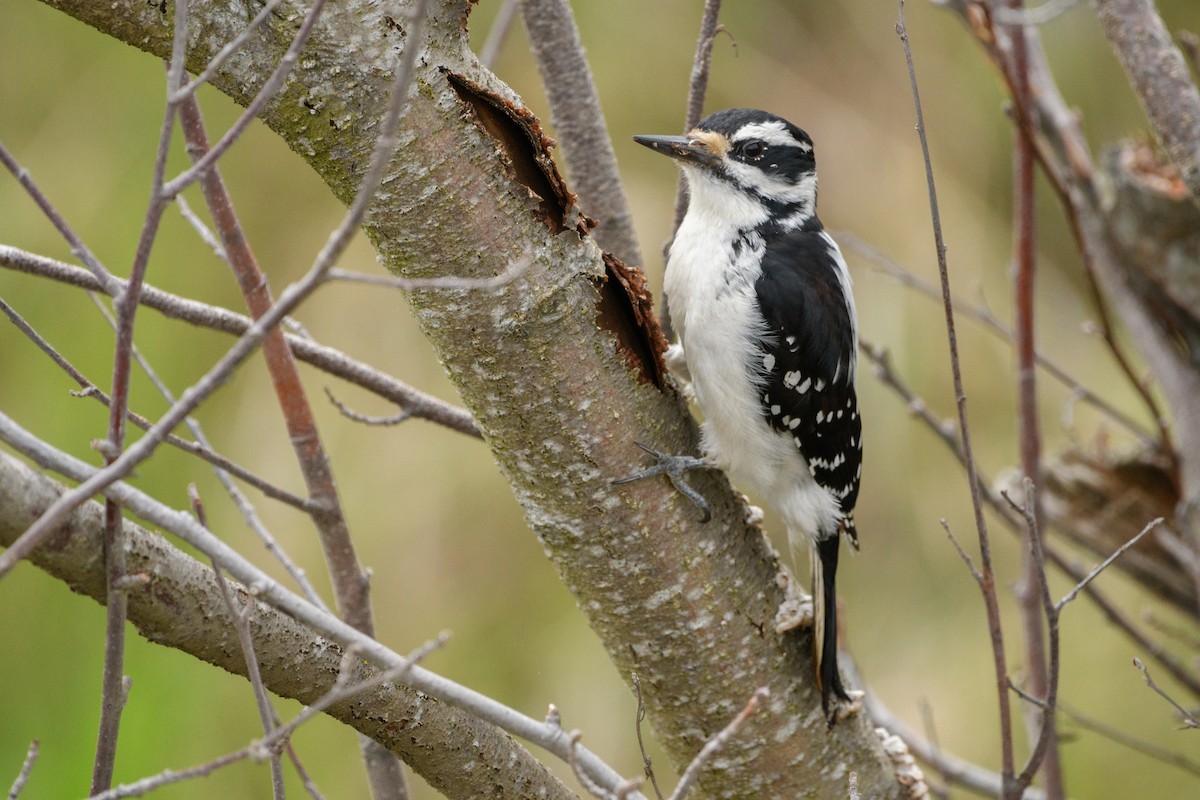 Hairy Woodpecker - Jeremiah Fisher