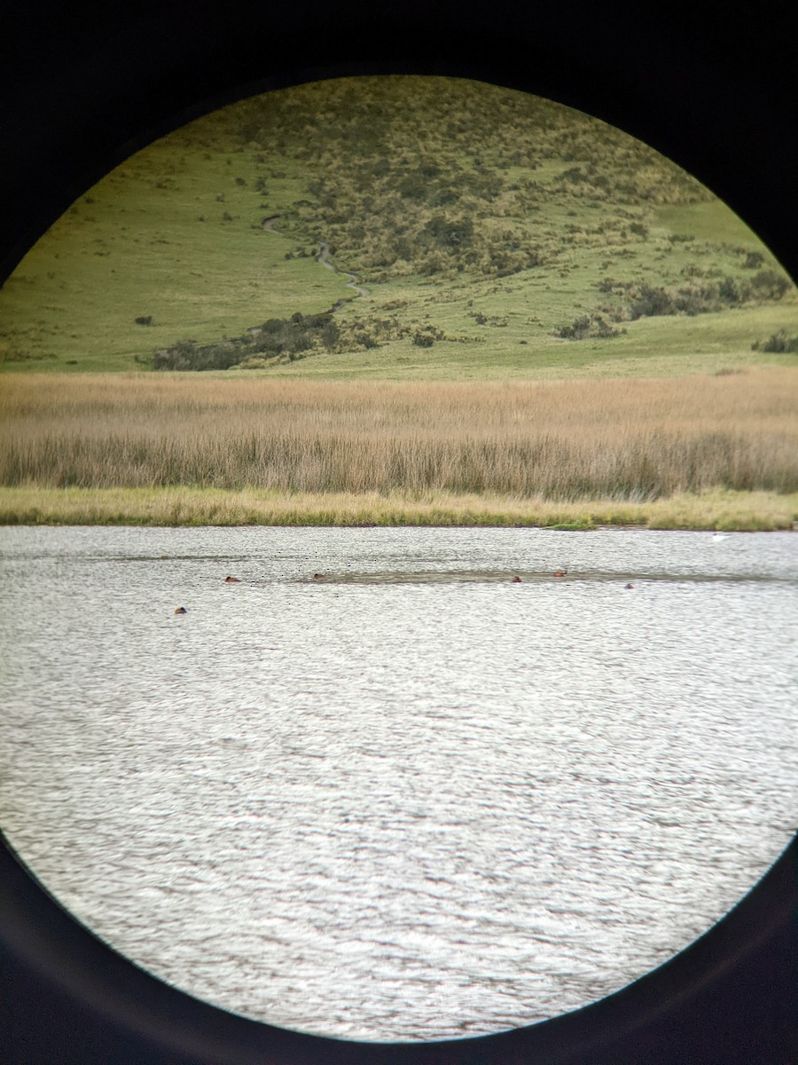 Andean Duck - Reder Daughenbaugh