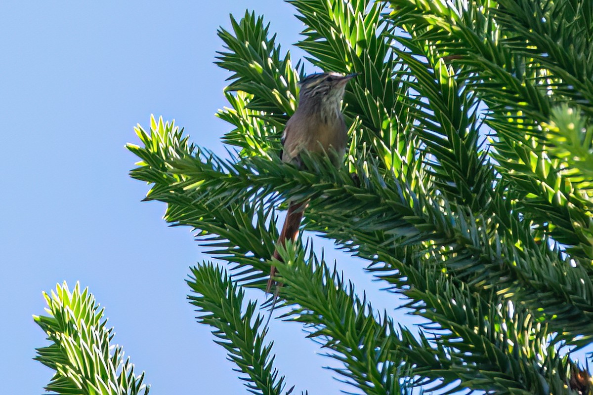 Araucaria Tit-Spinetail - ML619513013