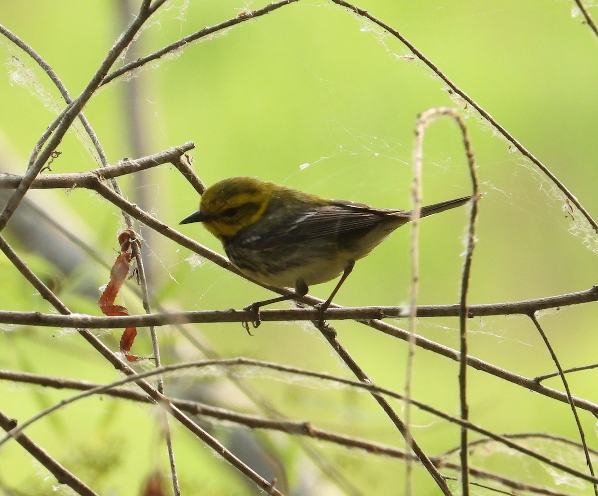 Cape May Warbler - Jeff Miller