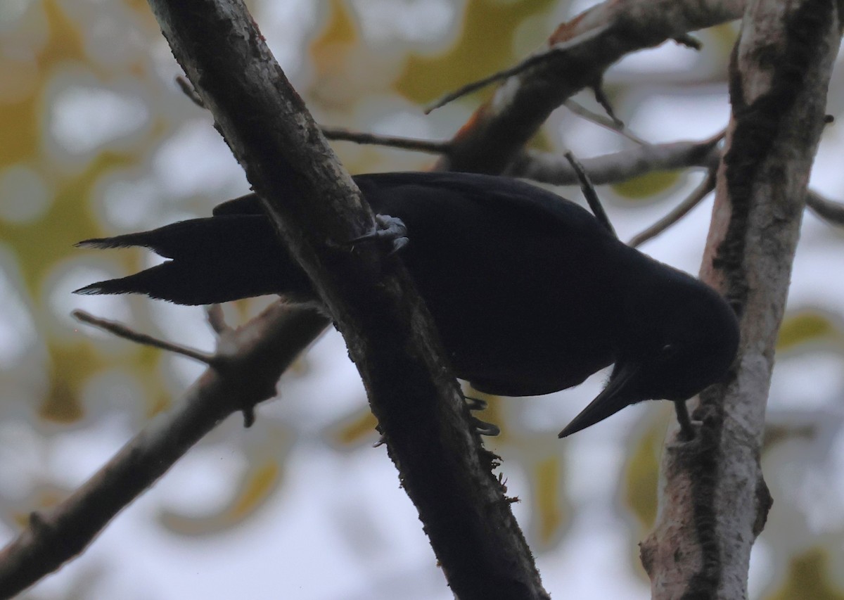 Guadeloupe Woodpecker - ML619513018