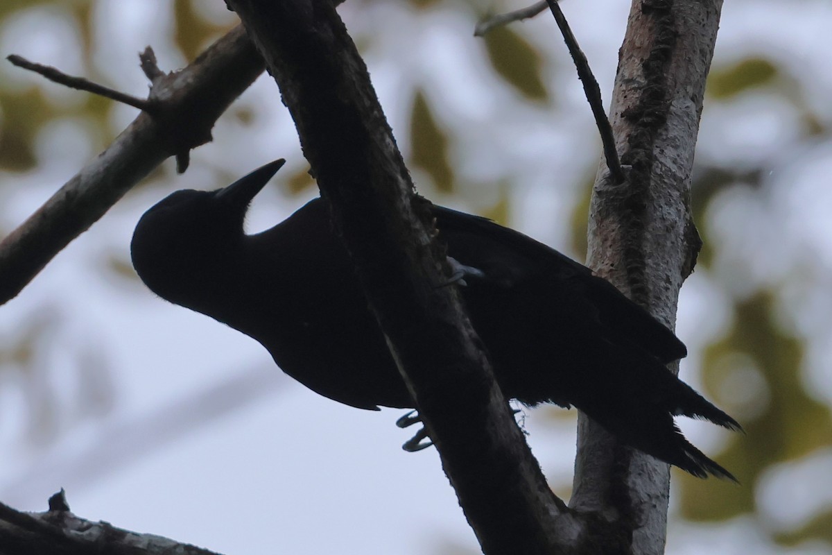 Guadeloupe Woodpecker - Pam Rasmussen