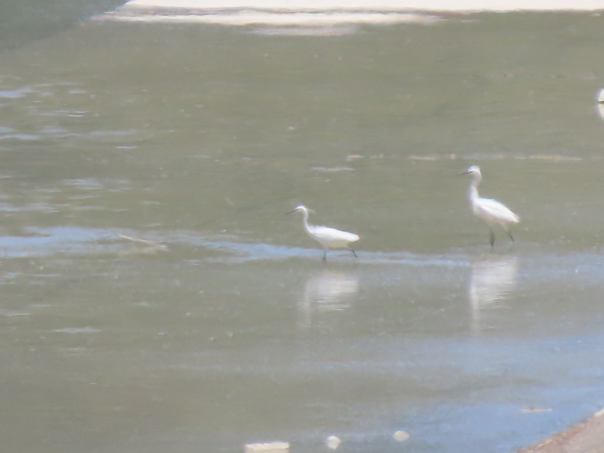 Little Egret (Western) - Doug Kibbe