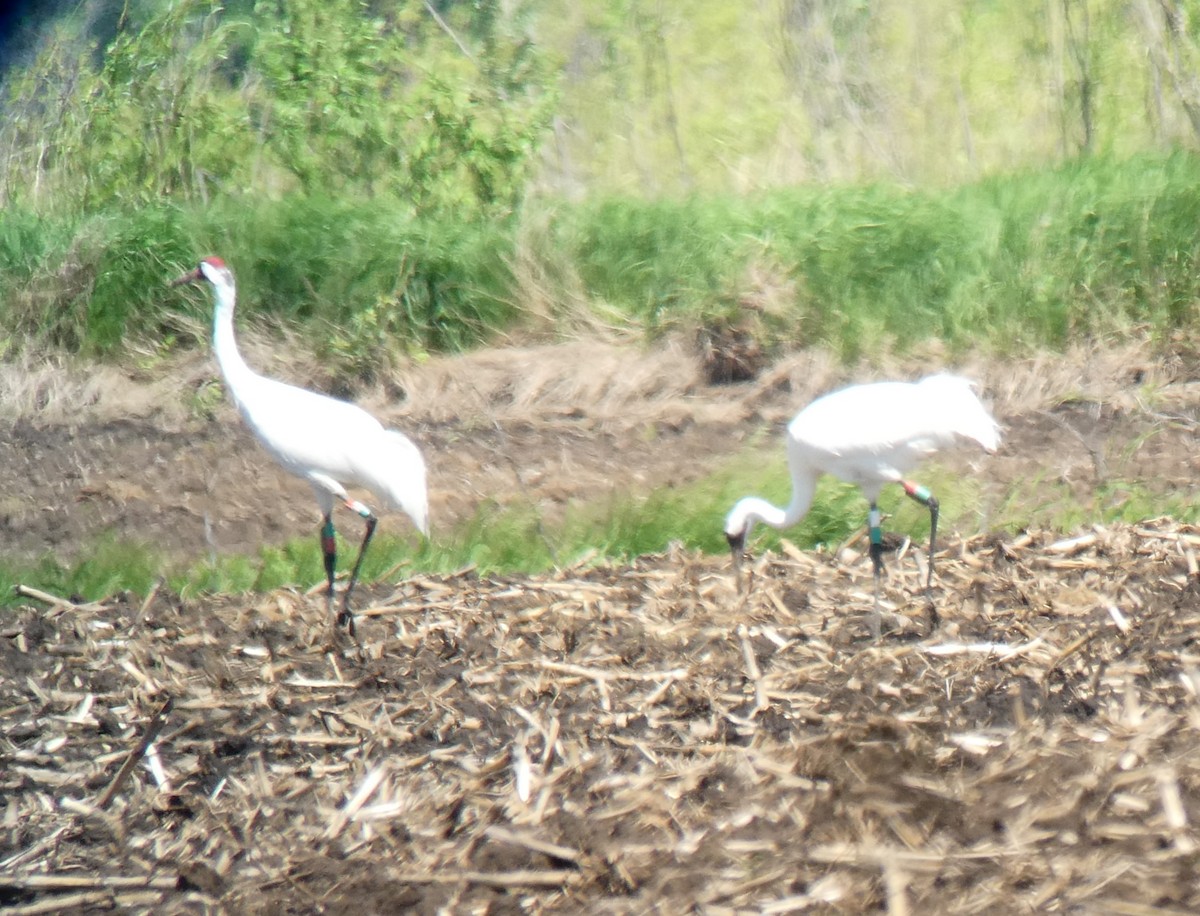 Whooping Crane - ML619513040