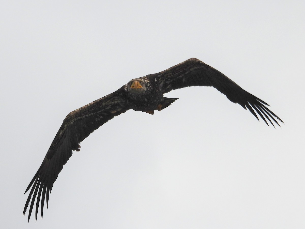 Bald Eagle - Kellie Sagen 🦉