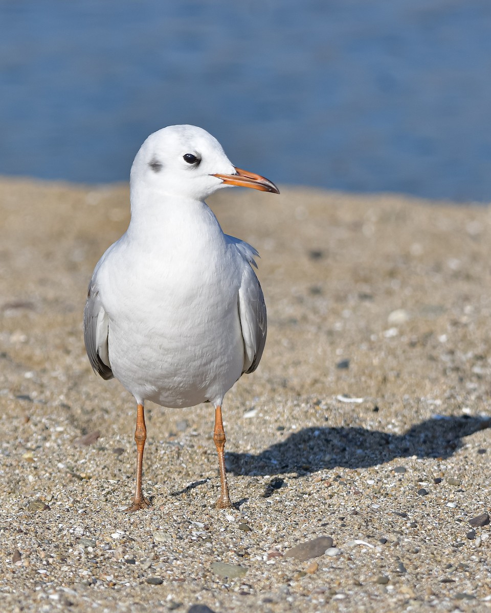 Brown-hooded Gull - ML619513043