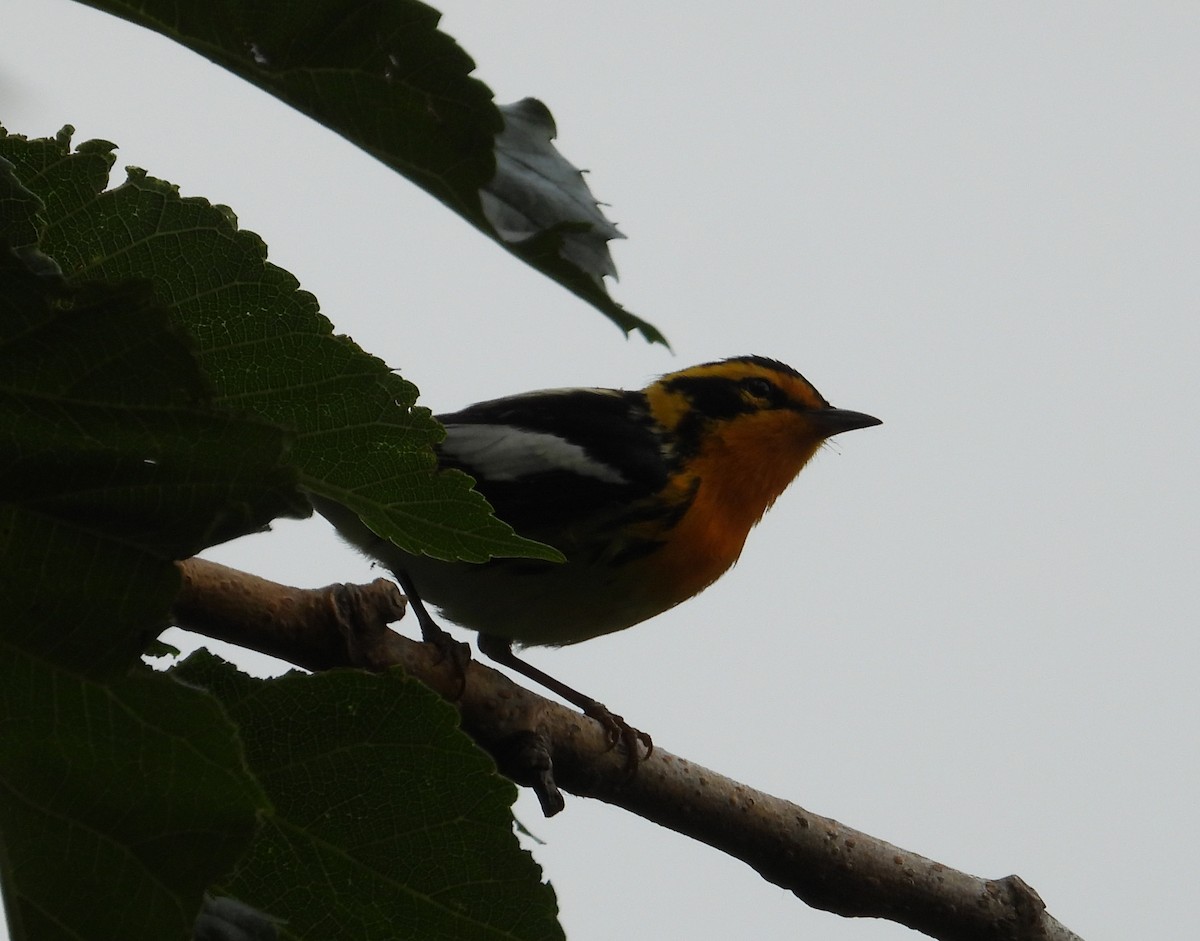 Blackburnian Warbler - Jeff Miller