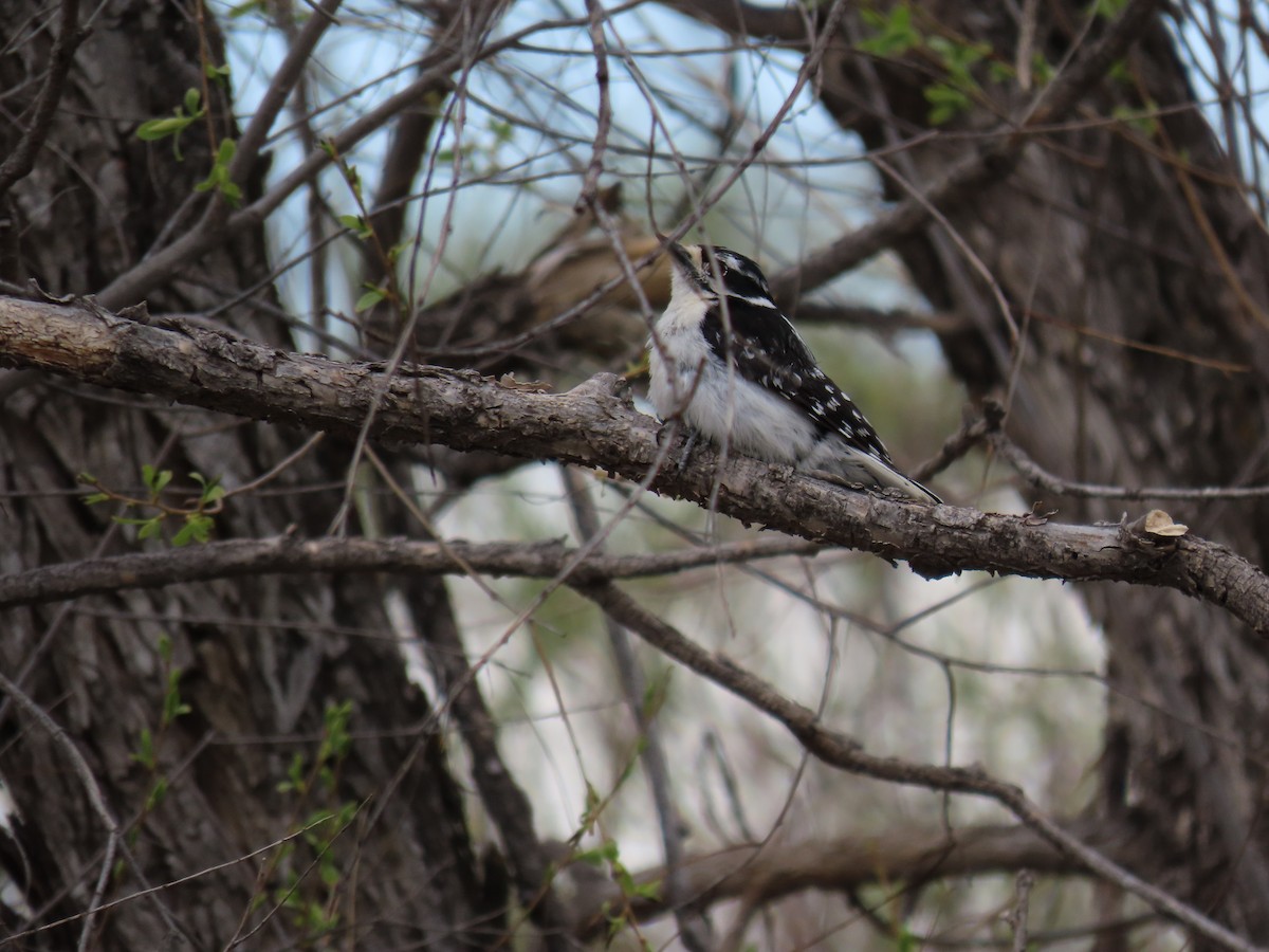 Hairy Woodpecker - ML619513046