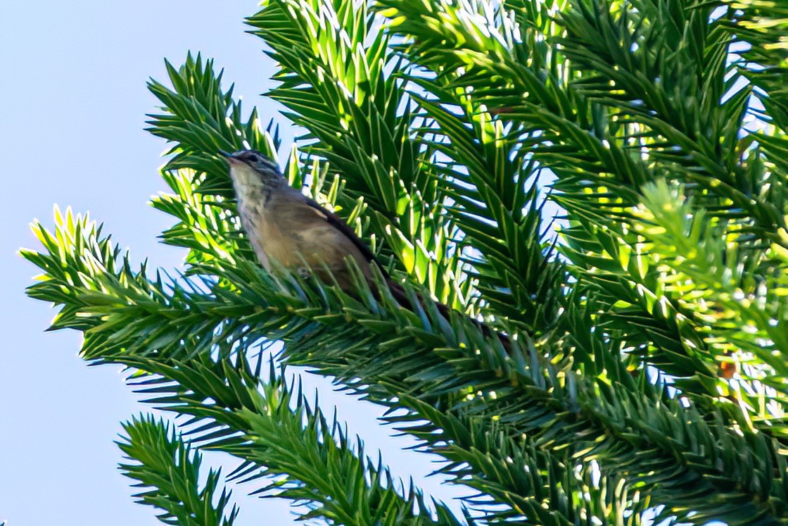 Araucaria Tit-Spinetail - Kurt Gaskill